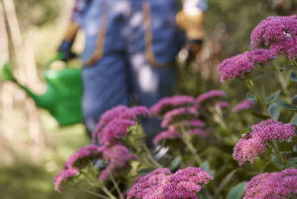 Onherkenbaar Defosused Tuinman Drenken Houden — Stockfoto