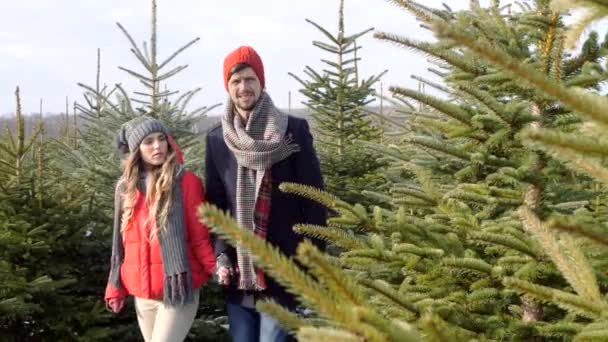男と女の完璧なクリスマス ツリーを探して — ストック動画