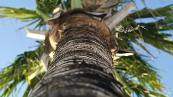 Handheld Video Shows Palm Tree — Stock Video