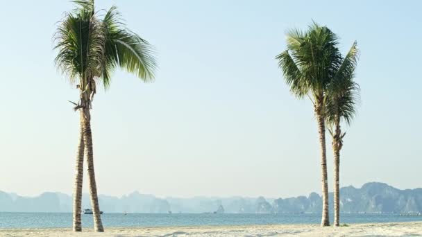 Vista Palmare Della Spiaggia Tropicale Lungo — Video Stock