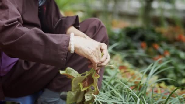 Vista Mano Del Hombre Vietnamita Vendiendo Flores Calle Fotografía Con — Vídeos de Stock