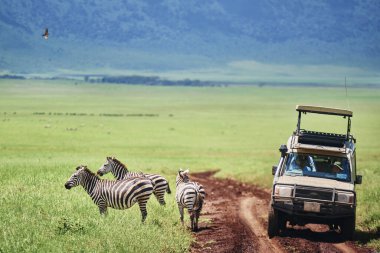 Turistler Afrika 'daki arabalardan zebraları izliyor 