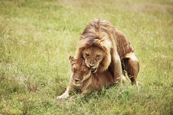 León Apareándose Con Leona Hierba — Foto de Stock