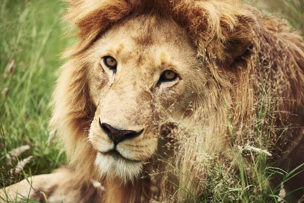 Крупный План Большого Льва Африке — стоковое фото