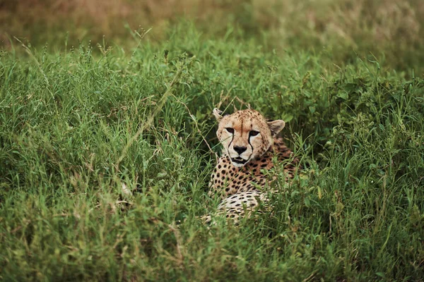 African Cheetah Grass — Stock Photo, Image