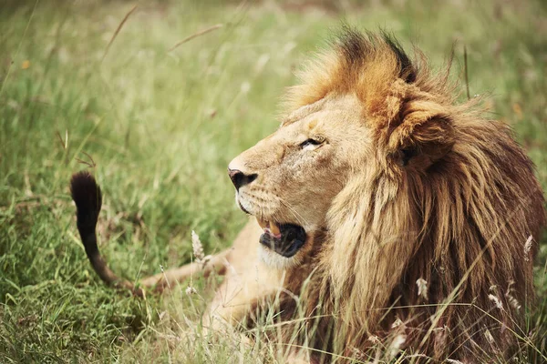アフリカの大きなライオンの近くに — ストック写真