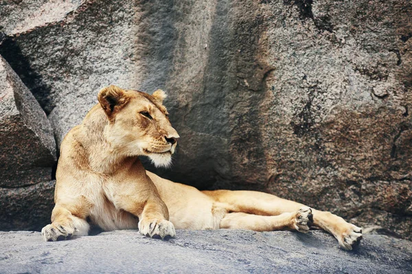 Leona Descansando Sobre Roca — Foto de Stock