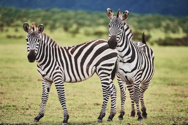 Two Beautiful Zebras Africa — Stock Photo, Image