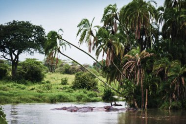 Suda bir grup su aygırı.