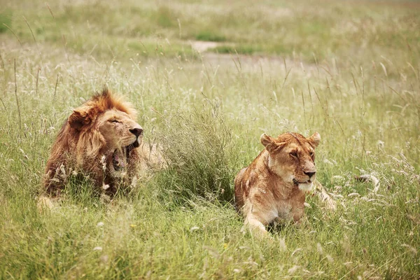 León Leona Tumbados Hierba — Foto de Stock