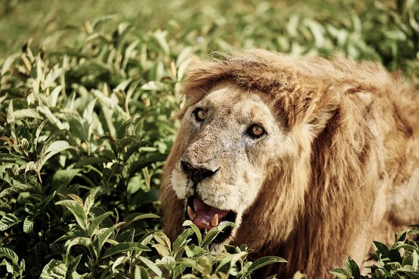 芝生に横たわっライオンの閉じる — ストック写真