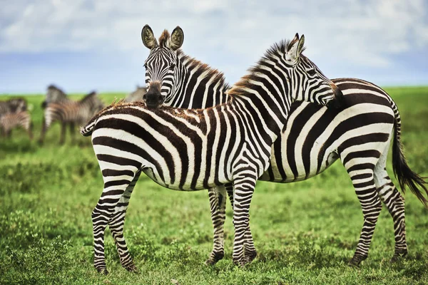 Two Beautiful Zebras Africa — Stock Photo, Image