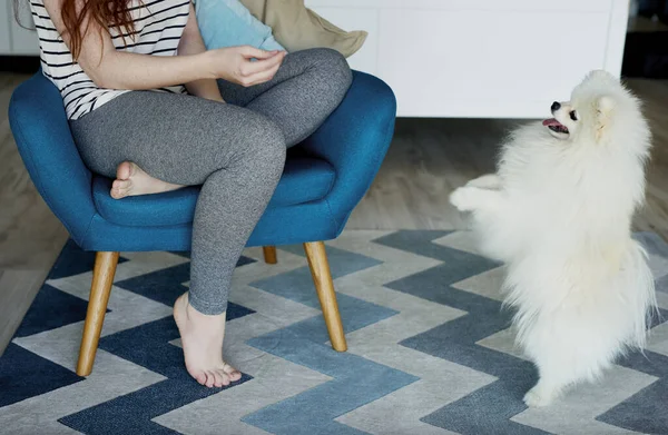 ポメラニア犬と遊ぶ女 — ストック写真