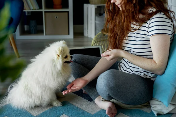 Szünet Munkában Játszani Egy Kutyával — Stock Fotó