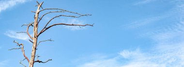 Mavi gökyüzünde filizlenen dalları olan ölü bir ağaç. Kopya alanı olan Ruh Sağlığı Afişi 