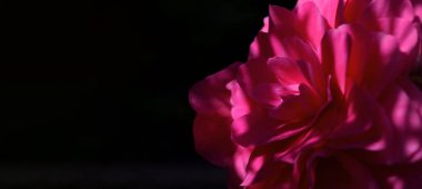 Gizemli çiçekli sevgililer günü afişi. Gölgedeki bir çiçeğin yaprakları ve pankartın sağ köşesindeki ışık oyunu. Web için karşılama metni için yer