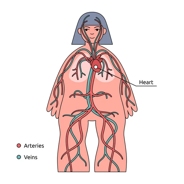 İnsan vücudu bilgisi. Dolaşım sistemi, kalp ve kan damarları — Stok Vektör