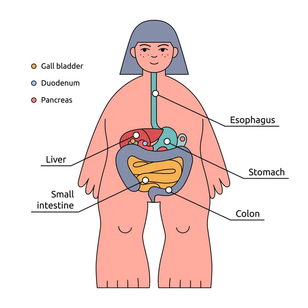 Infografía de la estructura corporal humana. Sistema digestivo con nombres de órganos — Archivo Imágenes Vectoriales