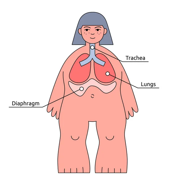 Infografía de la estructura corporal humana. Sistema respiratorio, nombres de órganos — Vector de stock