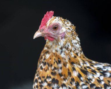 Turuncu beyaz ve siyah desenli soluk pembe gagalı tavuk.