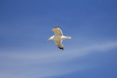 Uçan Avrupa Ringa Martı, sarı, göz sarısı gagalı