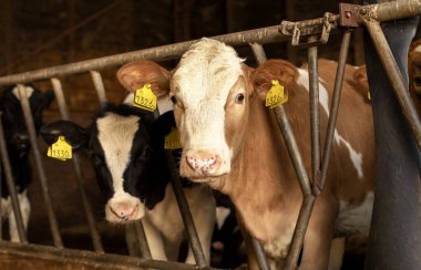 Kafası çitlerden geçen yumuşak, kahverengi, sütten kesilmiş bir buzağı. 