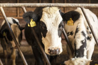 Ahırda siyah beyaz bir inek, parmaklıkların arasından bakıyor.