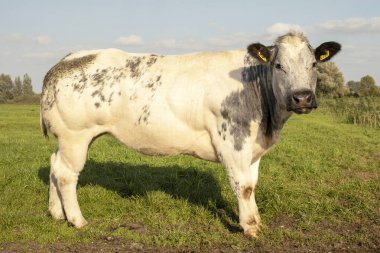 Kaslı sığır eti, beyaz benekli, yandan görülen, ayakta