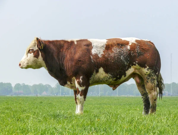 Stocky bull áll, miközben alszik a réten — Stock Fotó