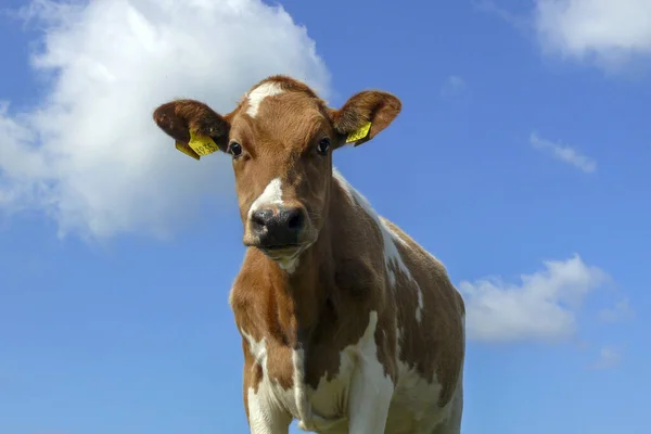 Approaching red pied cute calf, looking out of the picture — Stock Photo, Image