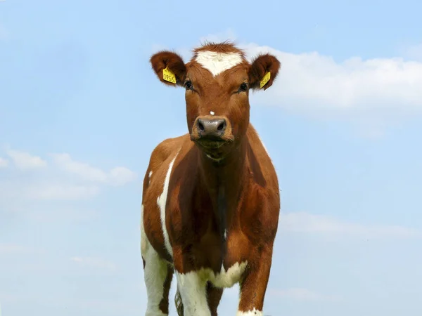 Bruine koe rechtop staand, openhartig, voor — Stockfoto