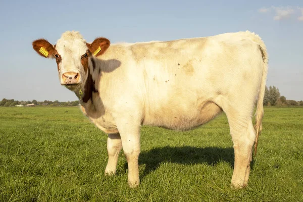 Молода, смердюча біла корова з коричневими вухами, лезо трави — стокове фото