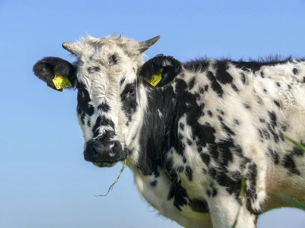 Young grass eating cow white black speckled, with horns — Stock Photo, Image