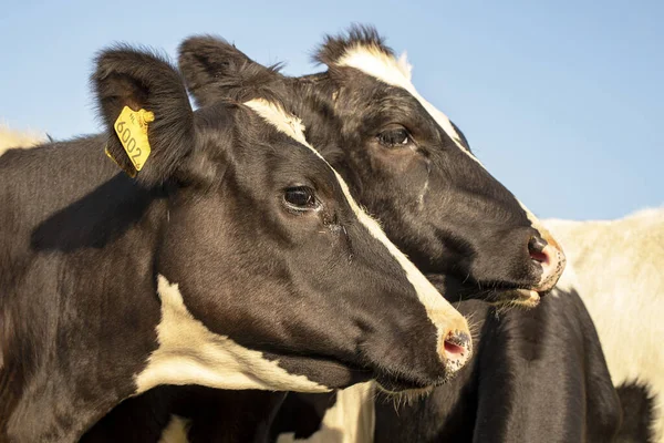 Profil-Porträt zweier schwarzweißer Kühe, Seitenansicht stehend — Stockfoto