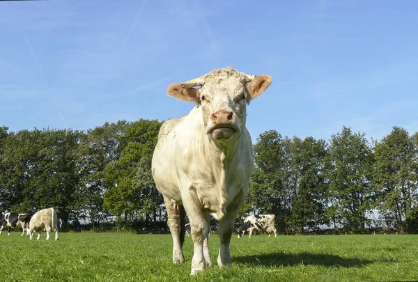Міцна рогата біла корова, рожевий ніс і вуха, видно спереду — стокове фото