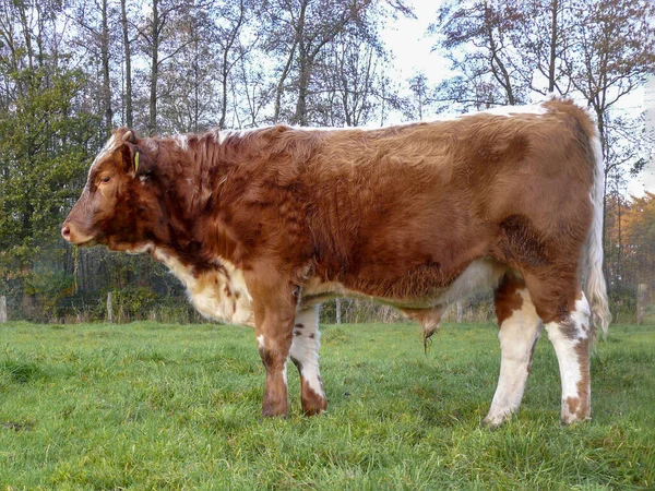 Bonito touro curly marrom pied com listra dorsal em suas costas — Fotografia de Stock