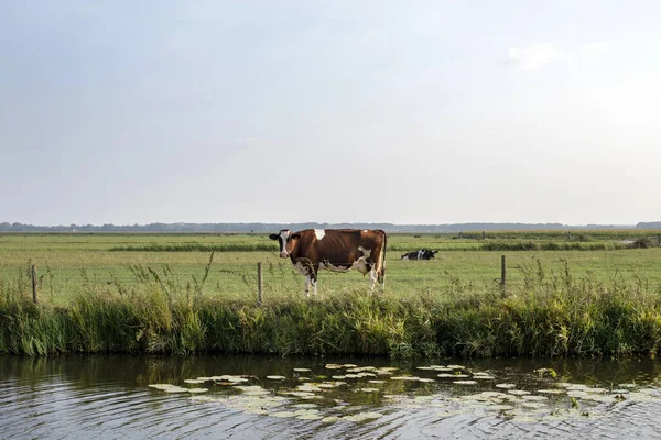 Cow on the other side of the river, stands on the shore, looking