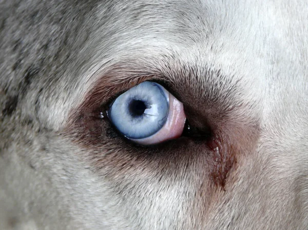 Ojo azul de un gran danés, perro alemán conocido por su tamaño gigante — Foto de Stock