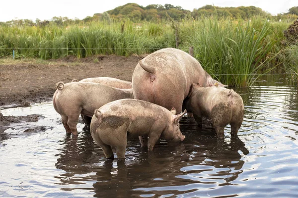 Mother pig in the muddy pond with four piglets, seen from behind