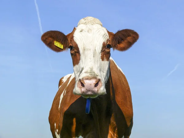 Inkomende rode koe, gerimpeld gezicht, roze neus en een blauwe lucht — Stockfoto