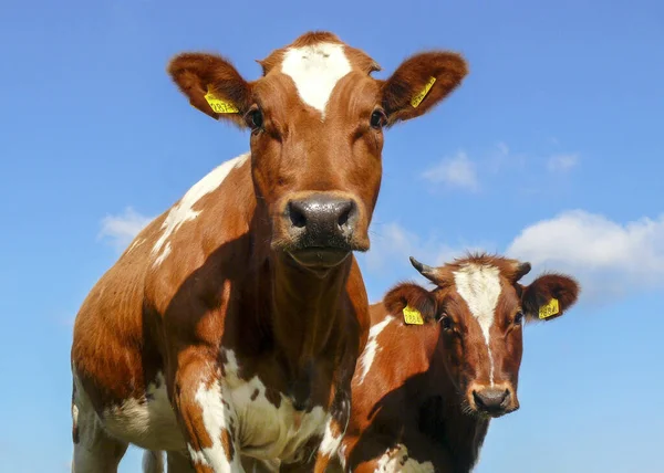 Two young cows stand side by side and look at the beholder