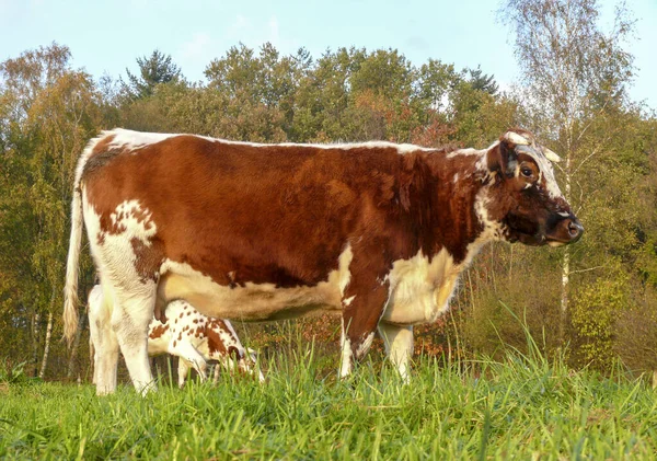 Finched kırmızı ve beyaz inek, sığır cins; Witrik, ayakta — Stok fotoğraf