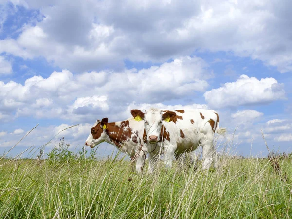 Deux baleineaux rouges mignons, un pâturage et un venant en sens inverse — Photo