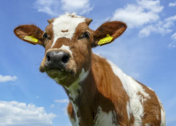 Schattig schattig kalf, close up, lage hoek, rood gepied kalf — Stockfoto