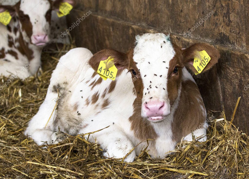 Young red pied newborn calf lies in the straw, with  pink muzzle