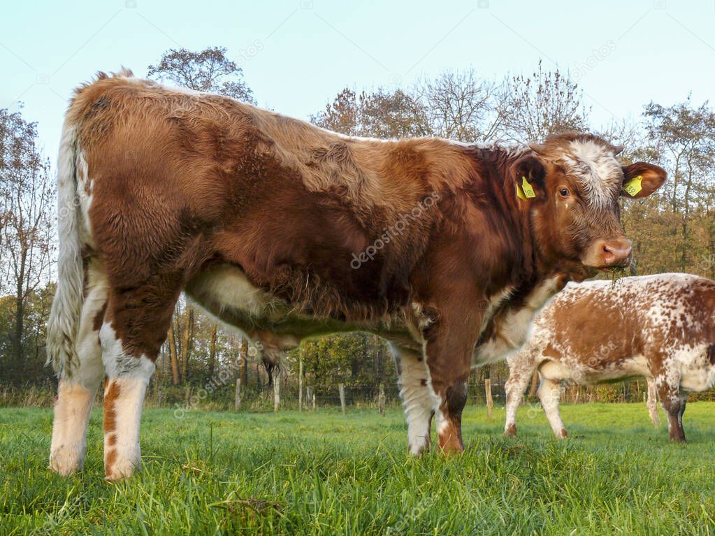 Young handsome bull with dorsal stripe and tiny horns, fully 