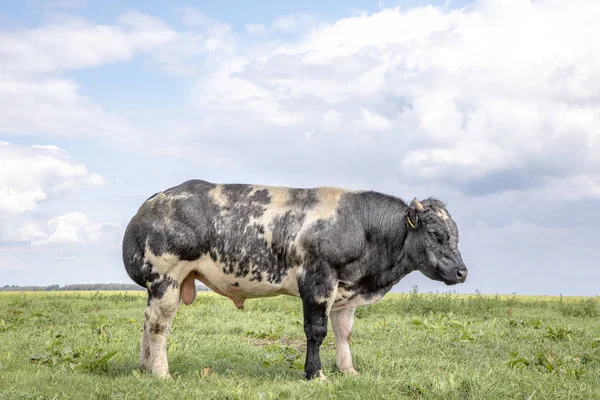 Belgian blue, beautiful beef bull, shy, with horn, in a meadow — Stock Photo, Image