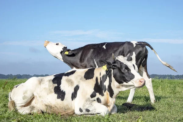 Dos vacas, vaca joven hace moo, cabeza levantada, otra vaca —  Fotos de Stock