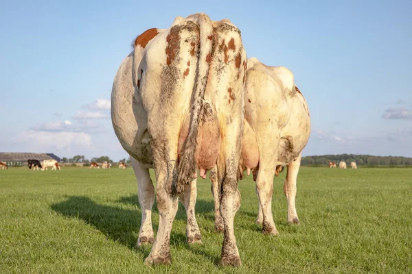 Dos vacas vistas desde atrás, caminando hacia el horizonte —  Fotos de Stock