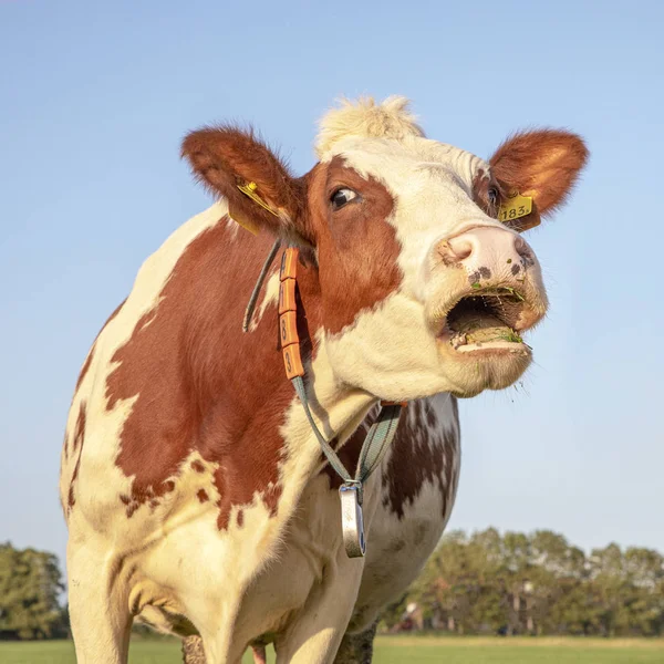 Portrait d'une vache rouge et blanche gémissante, avec des étiquettes d'oreille — Photo